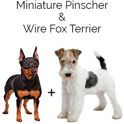 Wire Fox Pinscher Dog